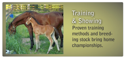 Horse Training & Showing